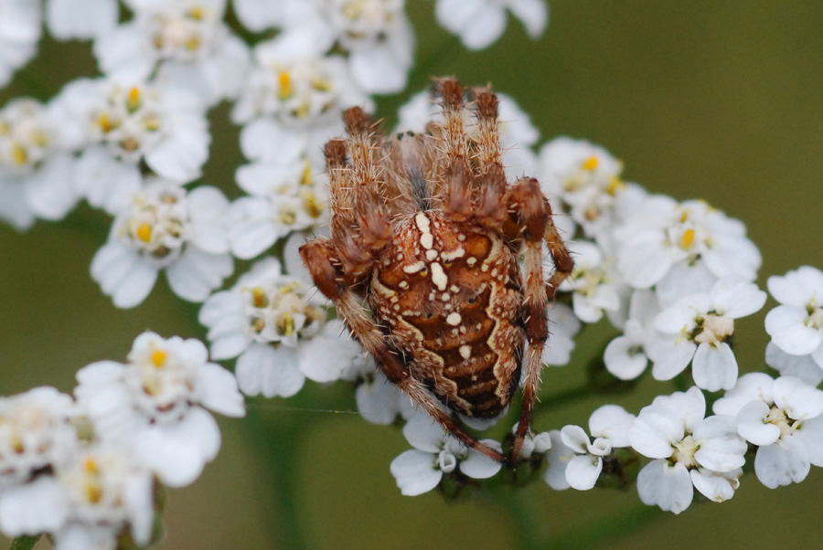 Araneus diadematus